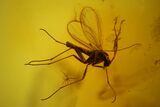 mm Spider (Araneae) & Three Flies In Baltic Amber #123378-3